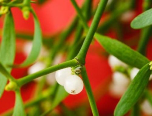 Mistletoe – Christmas Customs and Traditions